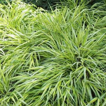 Carex morrowii'Aureovariegata'