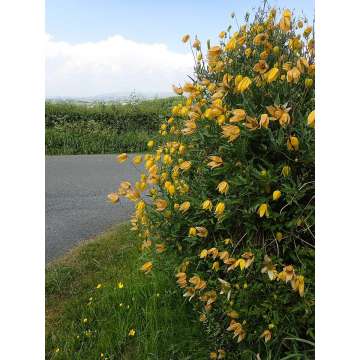 Clematis'Orange Peel'