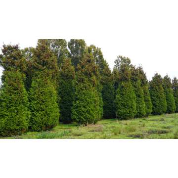 Thuja occidentalis'Brabant'
