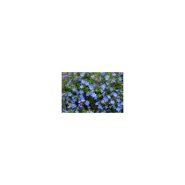 Lithodora diffusa'Heavenly Blue'
