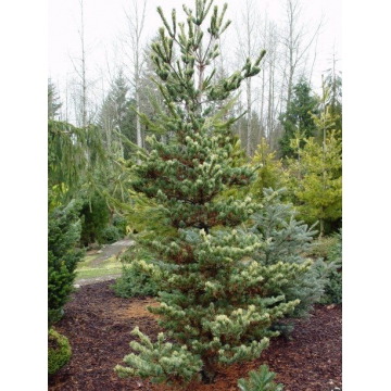 Pinus parviflora'Fukai'