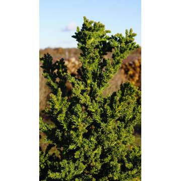 Cryptomeria japonica'Toda'