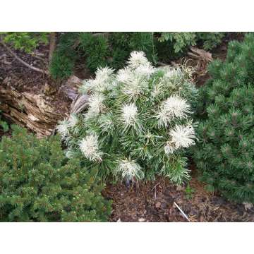 Pinus parviflora'Tanima-No-Yuki'