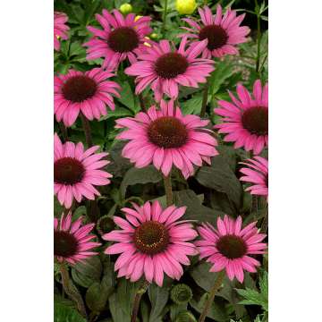 Echinacea'Meditation Pink'