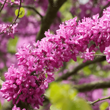 Cercis siliquastrum'Bodnant'