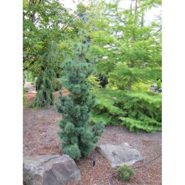 Pinus strobus'Diggy'