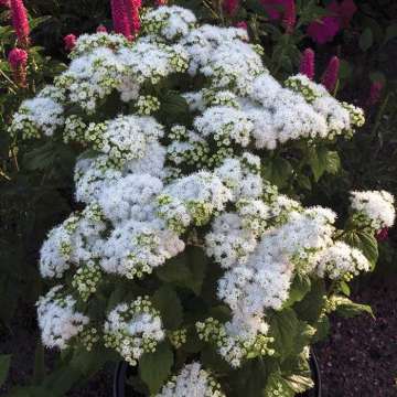 Eupatorium rugosum'Lucky Melody'