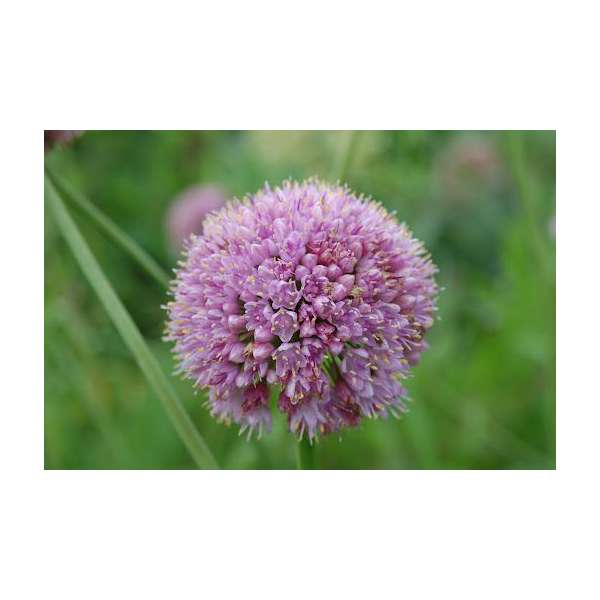 Allium'Little Sapphire'