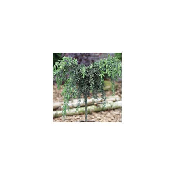 Cedrus deodara'Blue Globe'