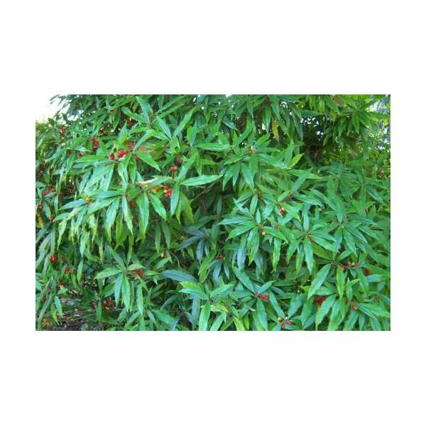 Aucuba japonica'Longifolia'