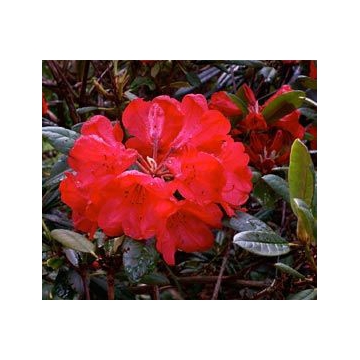 Rhododendron'Elizabeth Red Foliage'