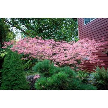 Acer palmatum'Shirazz'