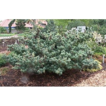 Pinus parviflora'Pentaphylla Glauca'