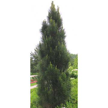 Pinus nigra'Pyramidalis'