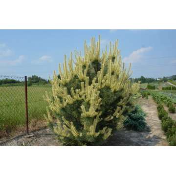 Pinus sylvestris'Candlelight'