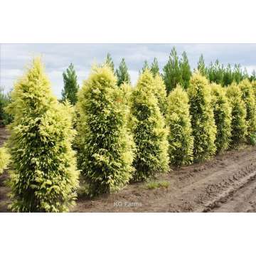 Cryptomeria japonica'Sekkan'