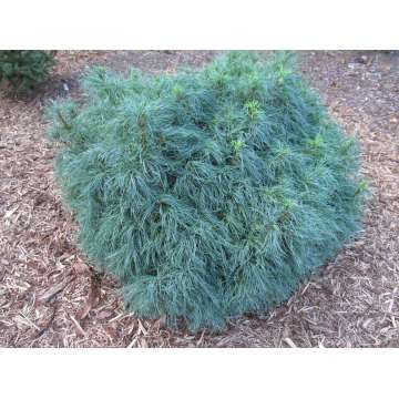 Pinus strobus'Squigles'
