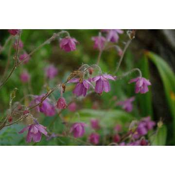 Semiaquilegia ecalcarata