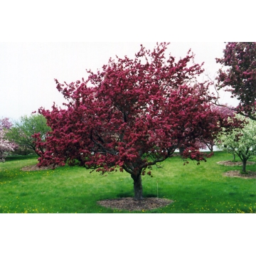 Malus'Profusion'