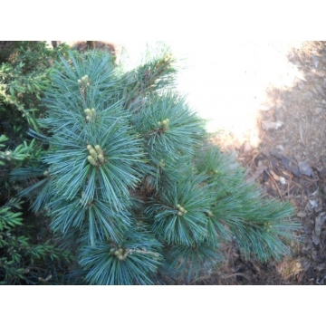 Pinus strobus'Mary Butler'