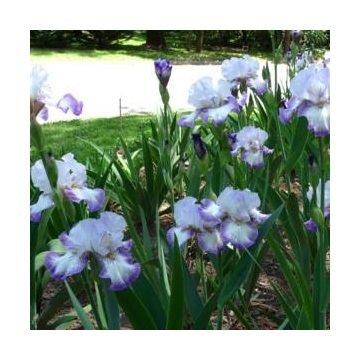 Iris germanica'Acoma'