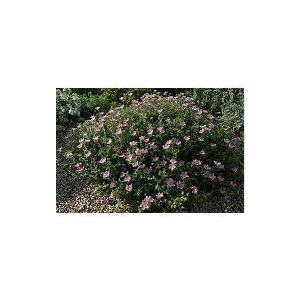 Cistus'Graywood Pink'