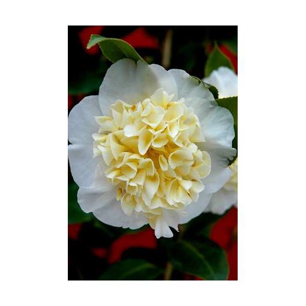 Camellia japonica'Brushfields Yellow'