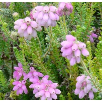 Erica tetralix'Tina'