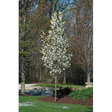 Pyrus calleryana'Capital'