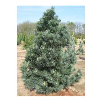 Pinus flexilis'Vanderwolf's Pyramid'