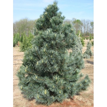 Pinus flexilis'Vanderwolf's Pyramid'