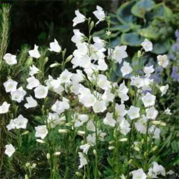 Campanula persicifolia'Takion White'