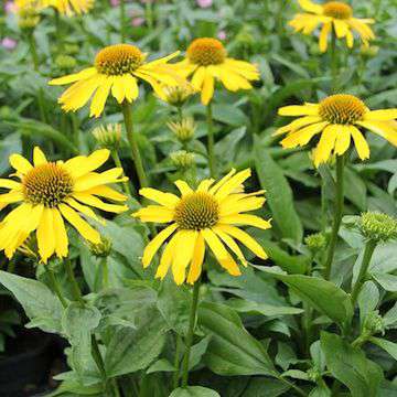 Echinacea'Sunseekers Yellow'