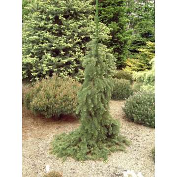 Abies procera'La Graciosa'