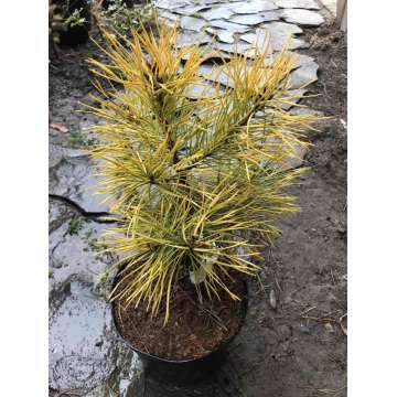 Pinus sylvestris'Anny's Winter Sun'