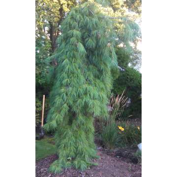 Pinus strobus'Blue Fountain'