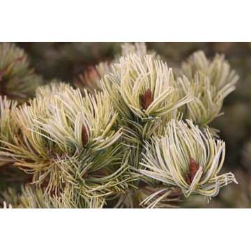 Pinus parviflora'Ogon Goyo'