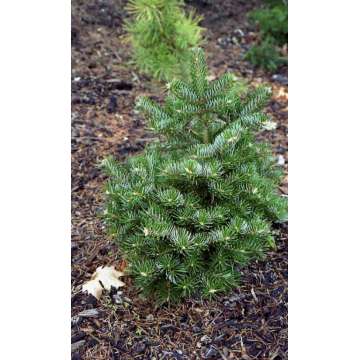 Abies cephalonica'Gregg's Broom'