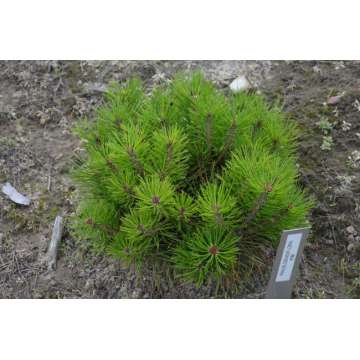 Pinus densiflora'Kim'