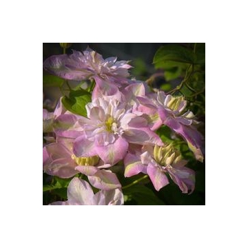 Clematis patens'Violet Elizabeth'