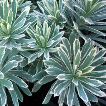 Euphorbia characias'Silver Edge'