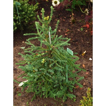 Abies procera'Rattail'