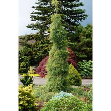 Pinus strobus'Angel Falls'