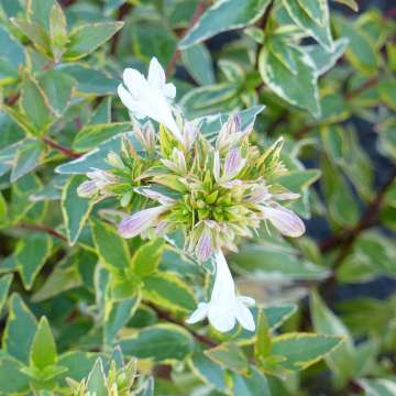 Abelia grandiflora'Happy Daydream'
