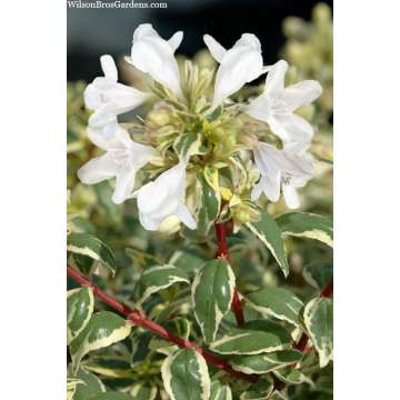 Abelia grandiflora'Radiance'