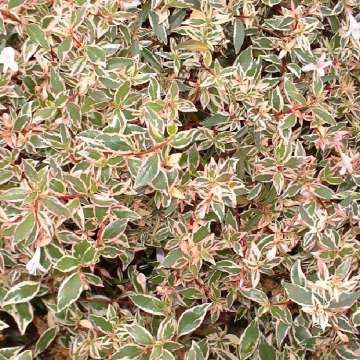 Abelia grsndiflora'Sparkling Silver'