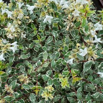 Abelia grandiflora'Variegata'