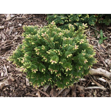 Abies balsamea'Bear Swamp'