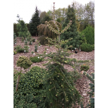 Abies balsamea'Weeping Larry'