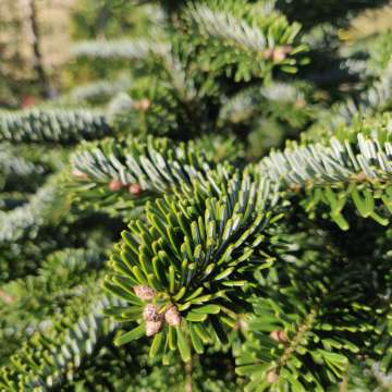 Abies delavayi'Green Giant'